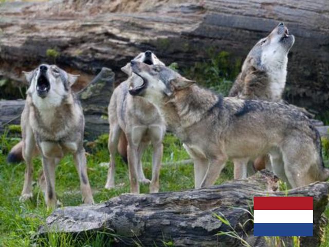 Wolf gespot op de Zuid Veluwe